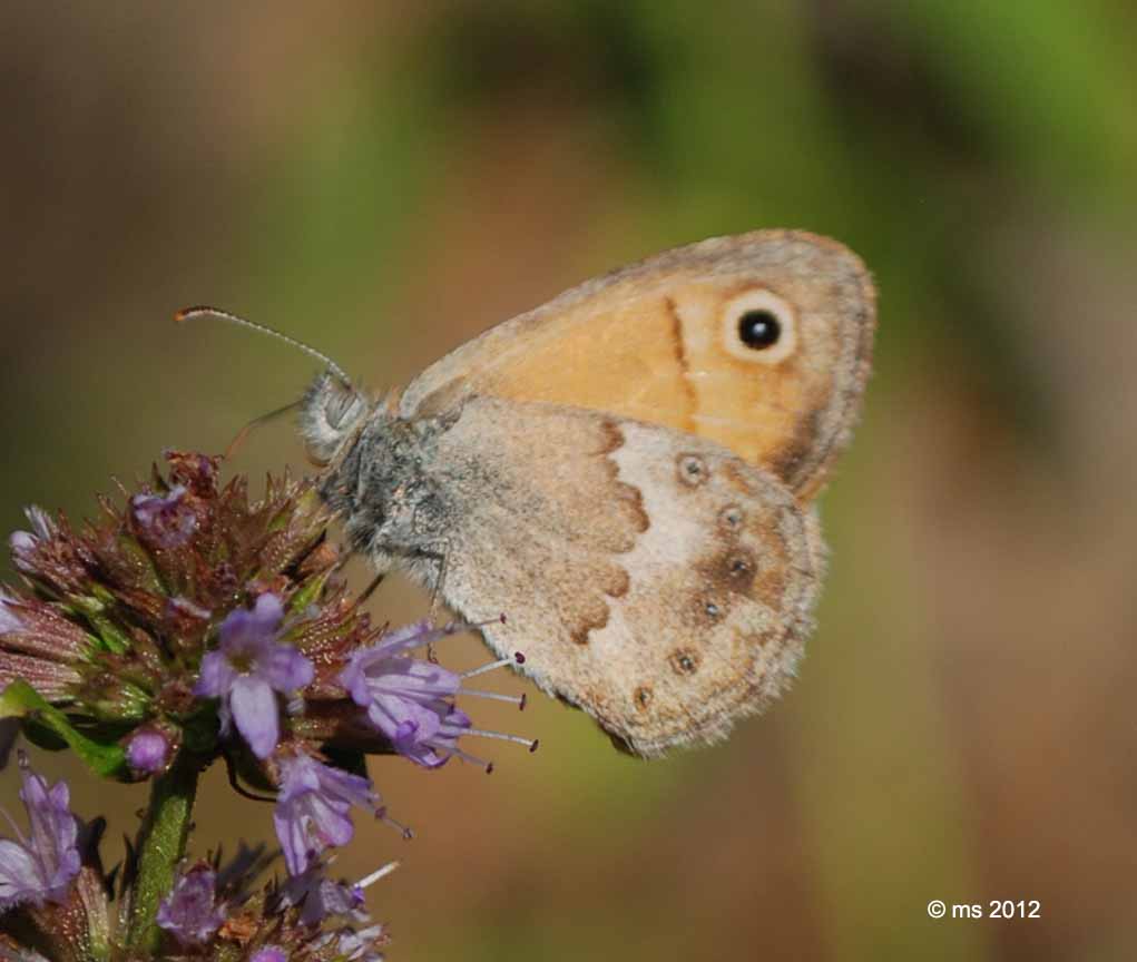 ID Nymphalidae - Coenonympha lyllus